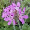 Pelargonium capitatum