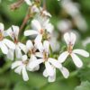 Pelargonium odoratissimum