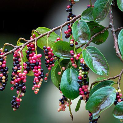 Tasselberry