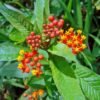Tropical Milkweed