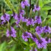Blue Vervain - 50 Seeds
