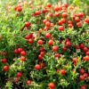 Christmas Berry