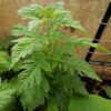 Gypsywort