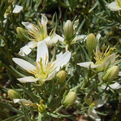 Syrian Rue