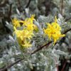 Ash Bush
