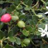 Natal Plum
