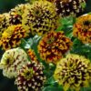 Zinnia Jazzy Fieldgrown Mix