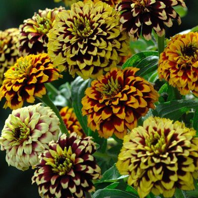Zinnia Jazzy Fieldgrown Mix