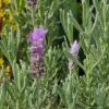 Elegance French Lavender