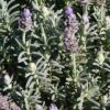 Gray Leaved French Lavender