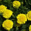 Dwarf Lemon Drop Marigold