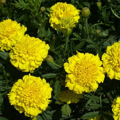Dwarf Lemon Drop Marigold