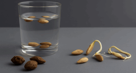 Seed Viability Myths Debunked