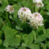 White Clover