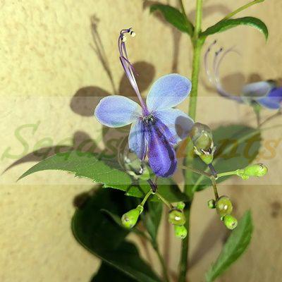 Blue Butterfly Bush