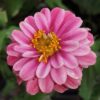 Zinnia Zahara Double Raspberry Ripple