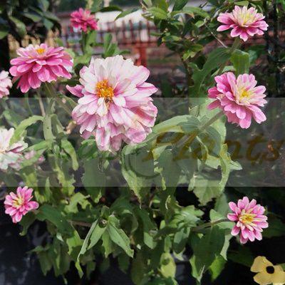 Zinnia Zahara Double Raspberry Ripple
