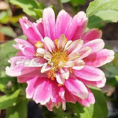 Zinnia Zahara Double Raspberry Ripple