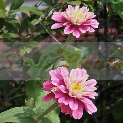 Zinnia Zahara Double Raspberry Ripple