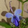 Blue Butterfly Bush - 5 Seeds