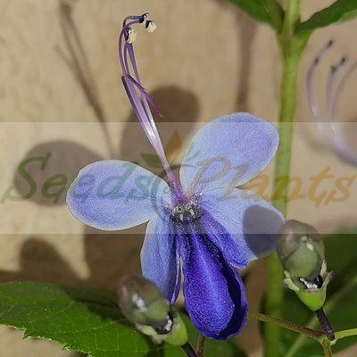 Blue Butterfly Bush - 5 Seeds