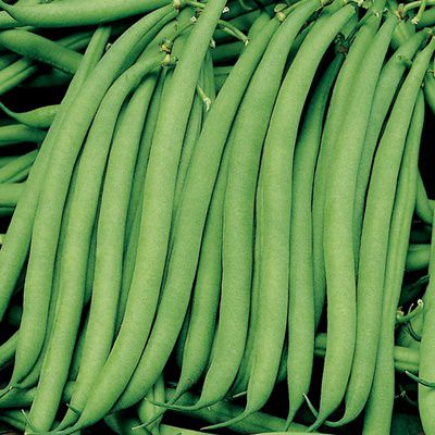 Malenane Bush Bean