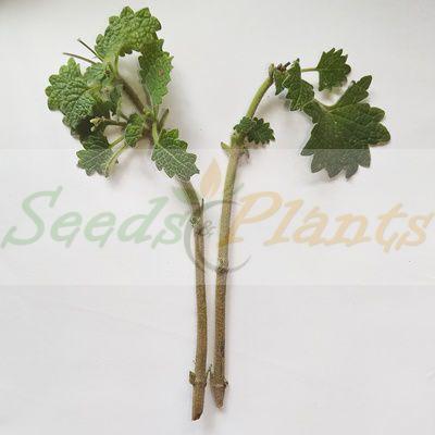 Vick's Plant Cuttings