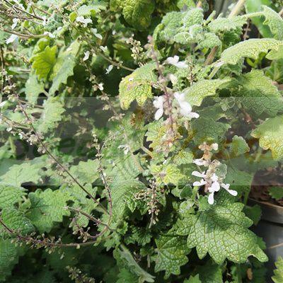 Vick's Plant Cuttings