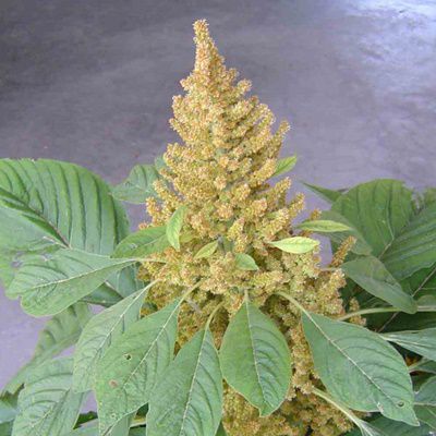 Growing Autumn's Touch Amaranth