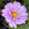 Cosmos Red Illusion
