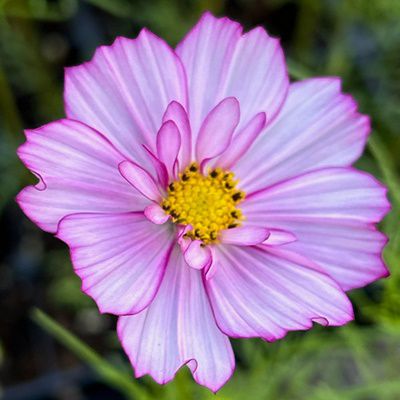 Cosmos Red Illusion