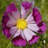 Cosmos Sea Shells Red