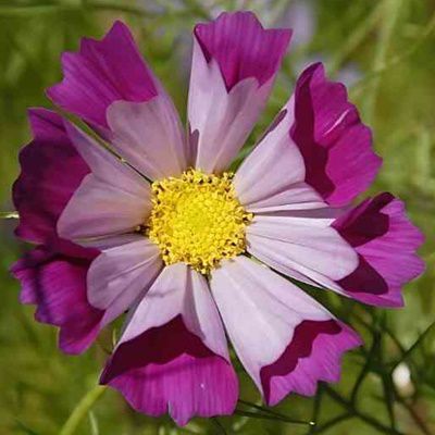 Cosmos Sea Shells Red