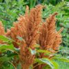 Hot Biscuit Amaranth
