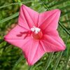 Pink Cyprus Vine