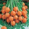 Parisian Carrot