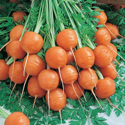 Parisian Carrot
