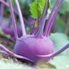 Purple Vienna Kohlrabi - 100 Seeds