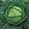 Savoy Perfection Cabbage - 100 Seeds