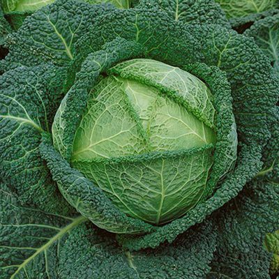 Savoy Perfection Cabbage - 100 Seeds