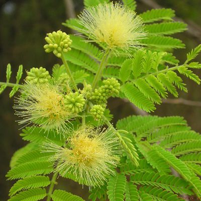 Bitter Albizia