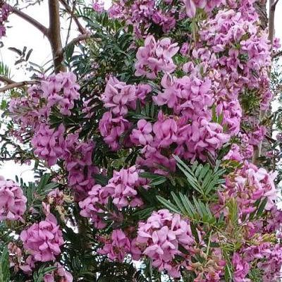 Blossom Tree