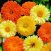 Calendula Pacific Beauty Mixed