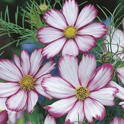 Cosmos Pink Picotee - 20 Seeds