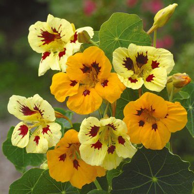 Nasturtium Lady Bird Mix