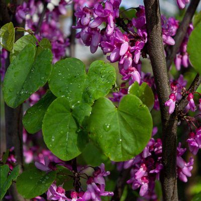 Judas Tree
