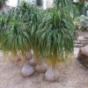 Ponytail Palm