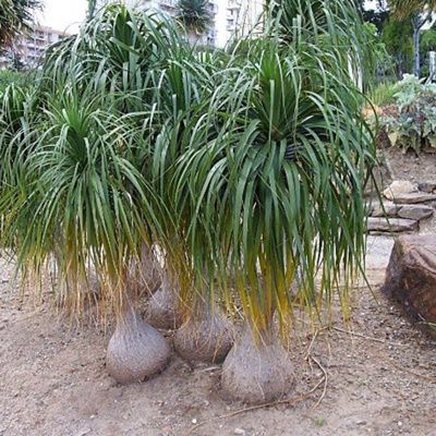 Ponytail Palm