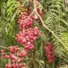Peruvian Peppertree