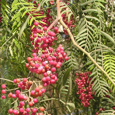 Peruvian Peppertree